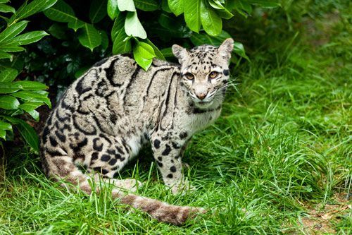 CloudedLeopardWB
