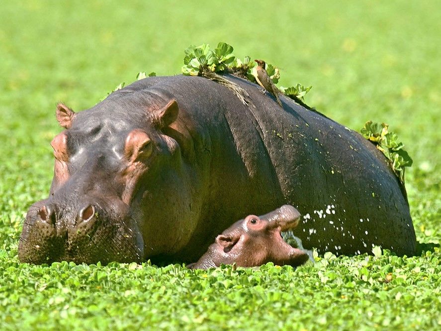 Baby hippo with mother