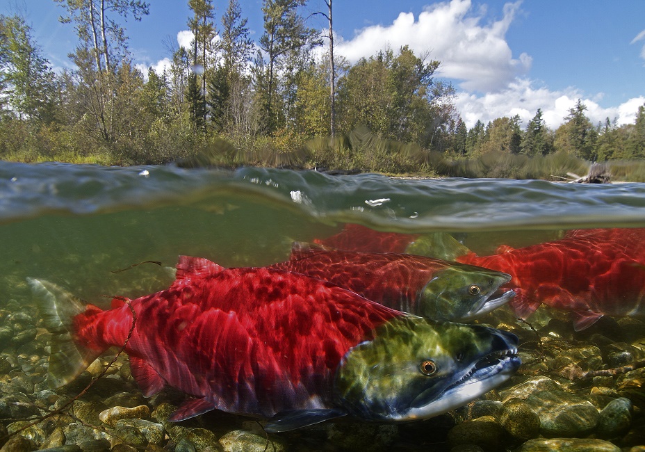 Spawning Salmon