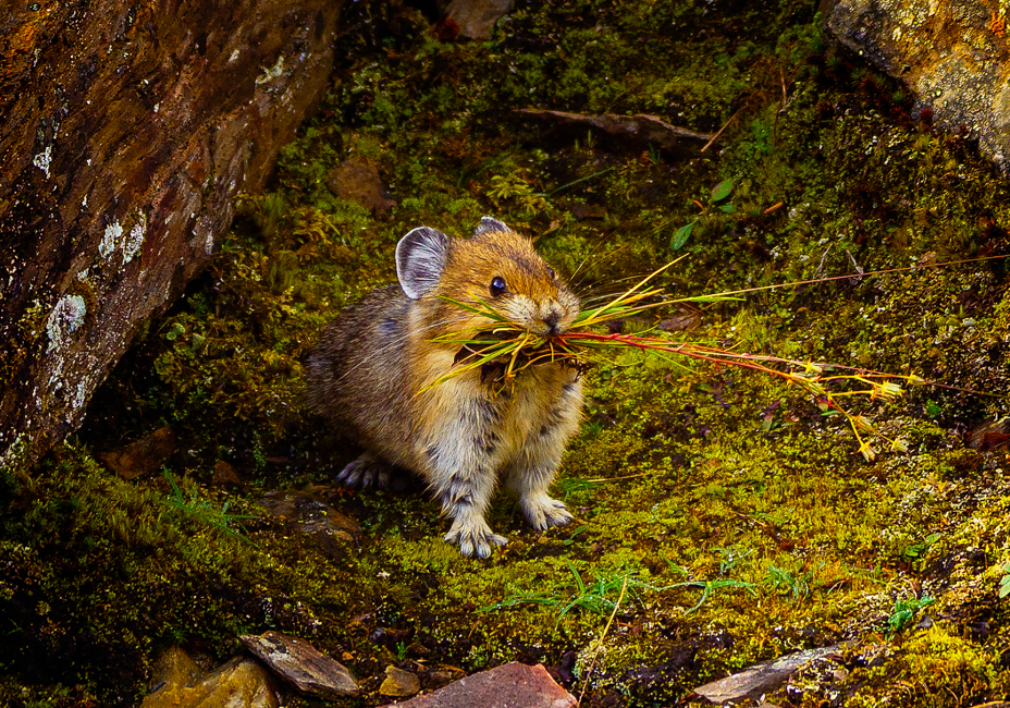 Pika