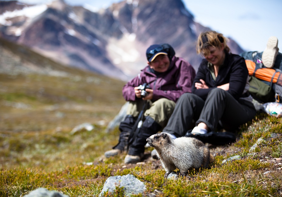Rocky Mountain Marmot